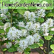 Fothergilla Gardenii 'Blauer Nebel', Zwerg Fothergilla, Fothergilla 'Blauer Nebel', Zwerg Fothergilla 'Blauer Nebel'