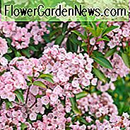 Kalmia Latifolia, Berg-Lorbeer, Calico Bush, Spoonwood-Baum, blühender Strauch, immergrüner Strauch, rosa Blumen