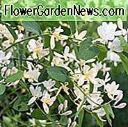 Lonicera parfümissima, süßestes Geißblatt, winterblühendes Geißblatt, weiße Blüten, Winterblüten, duftender Strauch, Wintergeißblatt