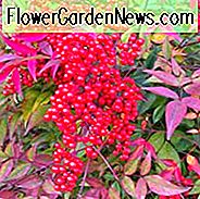 Nandina Domestica, Himmlischer Bambus, Heiliger Bambus, Nandina, Chinesischer Heiliger Bambus, Immergrüne Sträucher, Sträucher mit Beeren