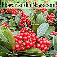 Skimmia Japonica, Japanischer Skimmia, immergrüner Strauch, duftender Strauch, rote Beeren, Strauch mit Beeren