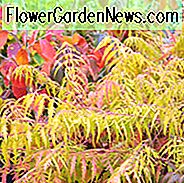 Mid-Atlantic, Mid-Atlantic Garten, beste Sträucher, Sträucher für Mid-Atlantic, große Sträucher, Top Sträucher, Nordosten, Nordost-Garten, beste Sträucher für Nordosten, Sträucher für Nordosten