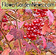 Mid-Atlantic, Mid-Atlantic Garten, beste Sträucher, Sträucher für Mid-Atlantic, große Sträucher, Top Sträucher, Nordosten, Nordost-Garten, beste Sträucher für den Nordosten, Sträucher für den Nordosten, Sträucher mit Winter Interesse, Sträucher mit Beeren