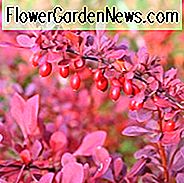 Berberis Thunbergii 'Atropurpurea', purpurrote japanische Berberitze, rote Blatt-japanische Berberitzenbeere, Thunbergs Berberitze, rote Berberitze, Laubsträuche, Laub-Strauch, Strauch mit Beeren, purpurroter Strauch, rote Blätter, Fallfarbe