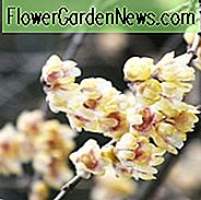 Chimonanthus praecox 'Grandiflorus', Winterblüte 'Grandiflorus', Großblumige Winterblüte ', Gelbe Blüten, Winterblüten