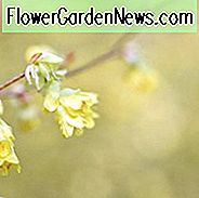 Corylopsis pauciflora, Butterblume Winterhazel, Butterblume Hexe Hazel, gelbe Blumen, Winterblumen
