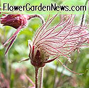 Geum Triflorum, Prairie Smoke, Bart des Großvaters, Bart des Löwes, Bart des alten Mannes, purpurrote Avens, Fackel-Blume, lang-Plumed purpurrote Avens