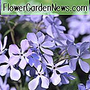 Phlox Divaricata, Woodland Phlox, wilder süßer William, blauer Phlox