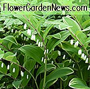 Polygonatum Odoratum 'Variegatum', Salomonssiegel Variegatum, Polygonatum multiflorum Variegatum, Polygonatum odoratum 'Grace Barker', Polygonatum × hybridum 'Variegatum', Polygonatum × hybridum 'Striatum', Schatten Stauden, nasse Erde Stauden