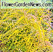 Solidago Rugosa 'Fireworks', Rough Goldrute 'Fireworks', Rough-Stemmed Goldrute 'Fireworks', Wrinkle-Leaf Goldrute 'Fireworks', Rough-Leaf Goldrute 'Fireworks', Herbst Stauden, Herbst Blumen, gelbe Blüten