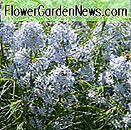 Amsonia Hubrichtii, Narrowleaf Bluestar, Narrowleaf Blue Star, Hubricht's Blue Star, Hubricht's Bluestar, Narrow Leaf Blue Star, Arkansas Amsonia, Arkansas Bluebell, Blaue Blumen