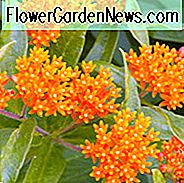 Asclepias Tuberosa, (Schmetterlings-Unkraut), Schmetterlings-Wurzel, Schmetterlings-Wurzel, Schmetterlings-Wurzel, Chieger-Blume, Flux-Wurzel, Indischer Malerpinsel, Indische Kartoffel, Orangenwurzel, Rippenwurzel, Schwalbenwurzel, Knollenwurzel, Weiße Wurzel, Windwurzel, Windwurzel, Sommer Staude, Trockenheit tolerant Staude, orange Blüten, gelbe Blüten