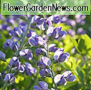 Baptisia Australis var. Klein, Zwerg Falsche Indigo, Blaue Wilde Indigo, Baptisia minor, Baptisia texana, Baptisia vespertina, Zwerg Blue Indigo, blaue Blüten, blaue Stauden