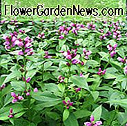 Chelone Lyonii, rosa Turtlehead, Lyons Turtlehead, rosa Blumen, purpurrote Blumen, rosa mehrjährige Pflanze, purpurrote mehrjährige Pflanze