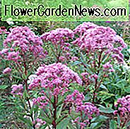 Eupatorium maculatum (Atropurpureum-Gruppe) 'Gateway', Joe-Pye Weed 'Gateway', Eupatorium maculatum 'Gateway', Eupatorium purpureum ssp. maculatum 'Gateway', Eupatorium 'Gateway', Eutrochium maculatum 'Gateway'