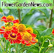 Gemeine Sneezaweed Potters Rad, Falsche Sonnenblume Potters Rad, Helens Blume Potters Rad, Gelbe Stern Potters Rad, Spätsommer Staude, Red Helenium