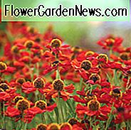 Helenium Rubinzwerg, Sneezeweed Rubinzwerg, Helenium Autumnale, Sneezeweed 'Rubinzwerg', Sneezeweed 'Rubin Zwerg', Falsche Sonnenblume 'Rubinzwerg', Helens Blume, Gelber Stern 'Rubinzwerg', Helens Blume Sahin's Frühblüher, Yellow Star Rubinzwerg