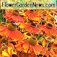 Helenium Sahin Frühblüher, Narzisse Sahlin Frühblüher, Helenium Autumnale, Gewöhnliches Nieskraut Sahin Frühblüher, Falsche Sonnenblume Sahin Frühblüher, Helens Blume Sahin Frühblüher, Gelb Stern Sahin Frühblüher, später Sommer