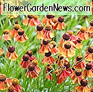 Helenium Flammenrad, Sneezeweed Flammenrad, Helenium Autumnale, Gewöhnliches Sonnenbraut Flammenrad, Falsche Sonnenblume Flammenrad, Helens Blume Flammenrad, Orange Helenium