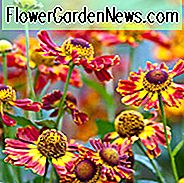 Helenium Königstiger, Nieskraut 'Königstiger', Falsche Sonnenblume 'Königstiger', Helens Blume 'Königstiger', Gelber Stern 'Königstiger', Helenium 'Königstiger', Helenium 'Tigerskoningen', Helenium 'Königstiger', Orange Helenium