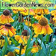 Helenium Luc, Niesgewächs Luc, Helenium Autumnale, Nieswurz Luc, Falsche Sonnenblume Luc, Helens Blume Luc, Orange Helenium