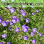 Geranium Himalayense, Flieder Cranesbill, Himalaya Kranich Bill, Geranium Himalayense Alpinum, Geranium Grandiflorum, Himalaya Cranesbill, Geranium Meeboldii, Geranium Himalayense var. Meeboldii, Beste Geranien, Beste Bodendecker, Blaue Geranie, Lila g