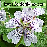 Geranium Renardii, Hardy Geranium, kaukasischen Cranesbill, Renard Geranium, Auszeichnung Geranie, AGM Geranie, beste Geranien, beste Bodendecker, weiße Geranie