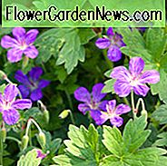 Geranie Wlassovianum, Hardy Geranie, Sibirische Geranie, Best Geranien, Purple Geranium