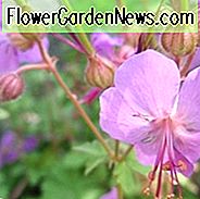 Geranie × cantabrigiense 'Karmina', Kranichschnabel 'Karmina', Hardy Geranien, Beste Geranien, Rosa Geranie