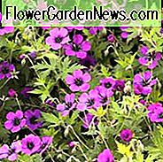 Geranie 'Anne Thomson', Hardy Geranie Anne Thomson, Cranesbill 'Anne Thomson', Beste Geranien, Best Border Geranie, lila Geranie, violette Geranie
