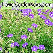 Geranie, Brookside, Storchschnabel 'Brookside', Hardy Geranien, beste Geranien, blaue Geranien, AGM Geranien, beste Bodenbedeckungen