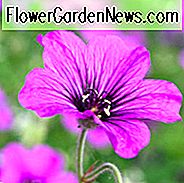 Geranie 'Patricia', Hardy Geranie Patricia, Kranich 'Patricia', Geranie Oxanianum x Psilostemon 'Patricia', Geranie Endressii x Psilostemon 'Patricia', Beste Geranien, beste Bodenbedeckungen, lila Geranie, violette Geranie
