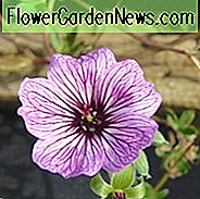 Geranie (Cinereum Gruppe) 'Laurence Flatman', Cranesbill 'Laurence Flatman', Ashy Cranesbill, Geranie cinereum 'Laurence Flatman', Geranie 'Laurence Flatman', Hardy Geranien, Beste Geranien, Beste Steingarten Geranie, Rosa Geranie