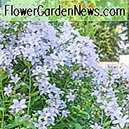 Campanula Lactiflora 'Loddon Anna', milchige Glockenblume 'Loddon Anna', Glockenblume 'Loddon Anna', Campanula persicifolia 'Loddon Anna', rosa BlĂŒten, violette BlĂŒten, rosa Campanula, rosa Glockenblume