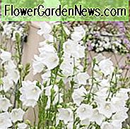 Campanula Persicifolia 'Alba', Feenglockenblume 'Alba', Feenglocken 'Alba', Pfirsichglocken 'Alba', Petticoatglockenblume 'Alba', Glockenblume 'Alba', PfirsichblĂ€ttrige Glockenblume 'Alba', weiĂe BlĂŒten, weiĂe Glockenblume, weiĂe Campanula