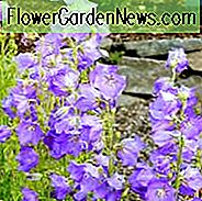 Campanula Persicifolia 'BlauÀugige Blondine', Feenglockenblume 'BlauÀugige Blondine', Feenglocken 'BlauÀugige Blondine', Pfirsichglocken 'BlauÀugige Blondine', Petticoat Glockenblume 'BlauÀugige Blondine', Willow Bell 'Blau- Eyed Blonde ', PfirsichblÀttrige Glockenblume' Blue-eyed Blonde '