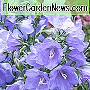 Campanula Persicifolia 'Takion Blue', Glockenblume 'Takion Blue', Glockenblume 'Takion Blue', Glockenblume 'Takion Blue', Glockenblume 'Takion Blue', Glockenblume 'Takion Blue', Pfirsichglocke 'Takion Blue', Pfirsichglocke 'Takion Blue'