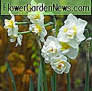 Narzissen Fröhlichkeit, Narzisse Fröhlichkeit, Doppelte Narzisse Fröhlichkeit, Doppelte Narzisse Fröhlichkeit, Frühlingszwiebeln, Frühlingsblumen, Doppel Narzisse, Doppelte Narzissen, Frühlingsblüher, Narzissen, Doppel Narzissen, duftende Narzissen