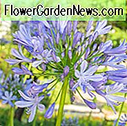 Agapanthus