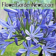 Hibrizi Agapanthus Headbourne, hibrizi de la Lily of the Nile Headbourne, hibrizi africani Lily Headbourne, floare albastră, albastru Agapanthus, alb african
