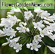 Agapanthus