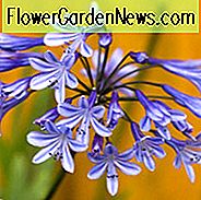 Agapanthus Loch Hope, Lilie de Nil Loch Hope, Lily Loch Hope africană, Floare albastră, Agapanthus albastru, Lily albastru african