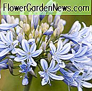 Agapanthus