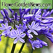 Agapanthus