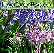 Spanische Glockenblume, spanische Glockenblumen, Scilla Hispanica, Scilla Campanulata, Endymion Hispanicus Hyacinthoides Excelsior, Hyacinthoides Königin der Rosa, weiße Stadt Hyacinthoides, Blumenzwiebel, blühende Birne, blaue Blumen