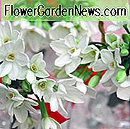 Narzisse Paperwhite, Narzisse Paperwhite, Narzisse Paperwhite, Tazetta Daffodil Paperwhite, Frühlingsblumen, Frühlingsblumen, duftende Narzisse, Narzisse für drinnen