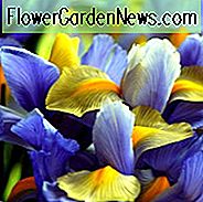Iris Hollandica, Holländische Iris, Mittlere Frühlingsblüte, Späte Frühlingsblüte, Iris Apollo, Iris Casablanca, Iris Professor Blaauw, Iris Discovery, Iris Blaue Magie, Blaue Iris, Weiße Iris