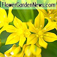 Allium Moly, Lilien-Lauch, goldene Zwiebel, goldener Knoblauch, goldener blühender Knoblauch, Moly, Zaubererknoblauch, gelber Knoblauch, gelbe Zwiebel, dekorative Zwiebel, Frühlings-Birnen, Frühlings-Blumen