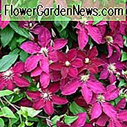 Clematis 'Ernest Markham', Großblütige Clematis 'Ernest Markham', Gruppe 3 Clematis, rote Clematis, Clematis Rebe, Clematis Plant, Blumen Reben, Clematis Flower, Clematis Pruning