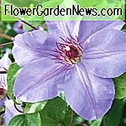Clematis 'Ramona', großblumige Clematis 'Ramona', Gruppe 3 Clematis, blaue Clematis, Clematis Rebe, Clematis Plant, Blumen Reben, Clematis Flower, Clematis Pruning